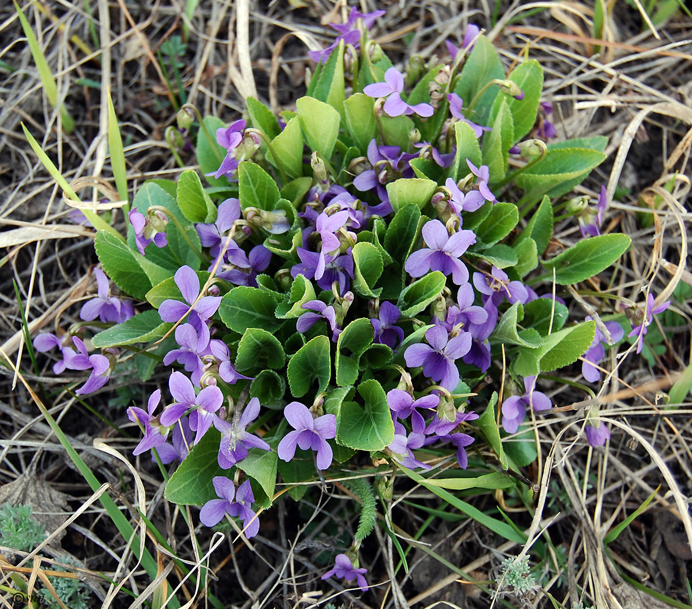 Изображение особи Viola ambigua.