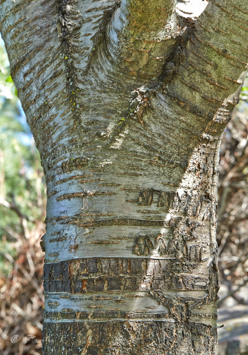 Image of Cerasus avium specimen.