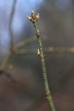 Euonymus verrucosus. Верхушка побега. Костромская обл., окр. пос. Козловы Горы, долина р. Волга, опушка леса. 16.04.2017.