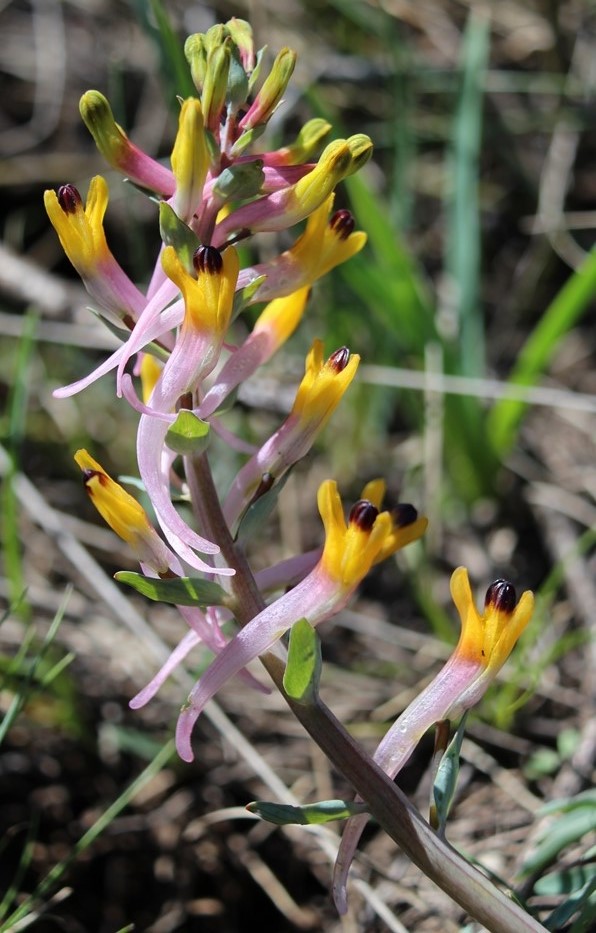 Image of Corydalis ainae specimen.