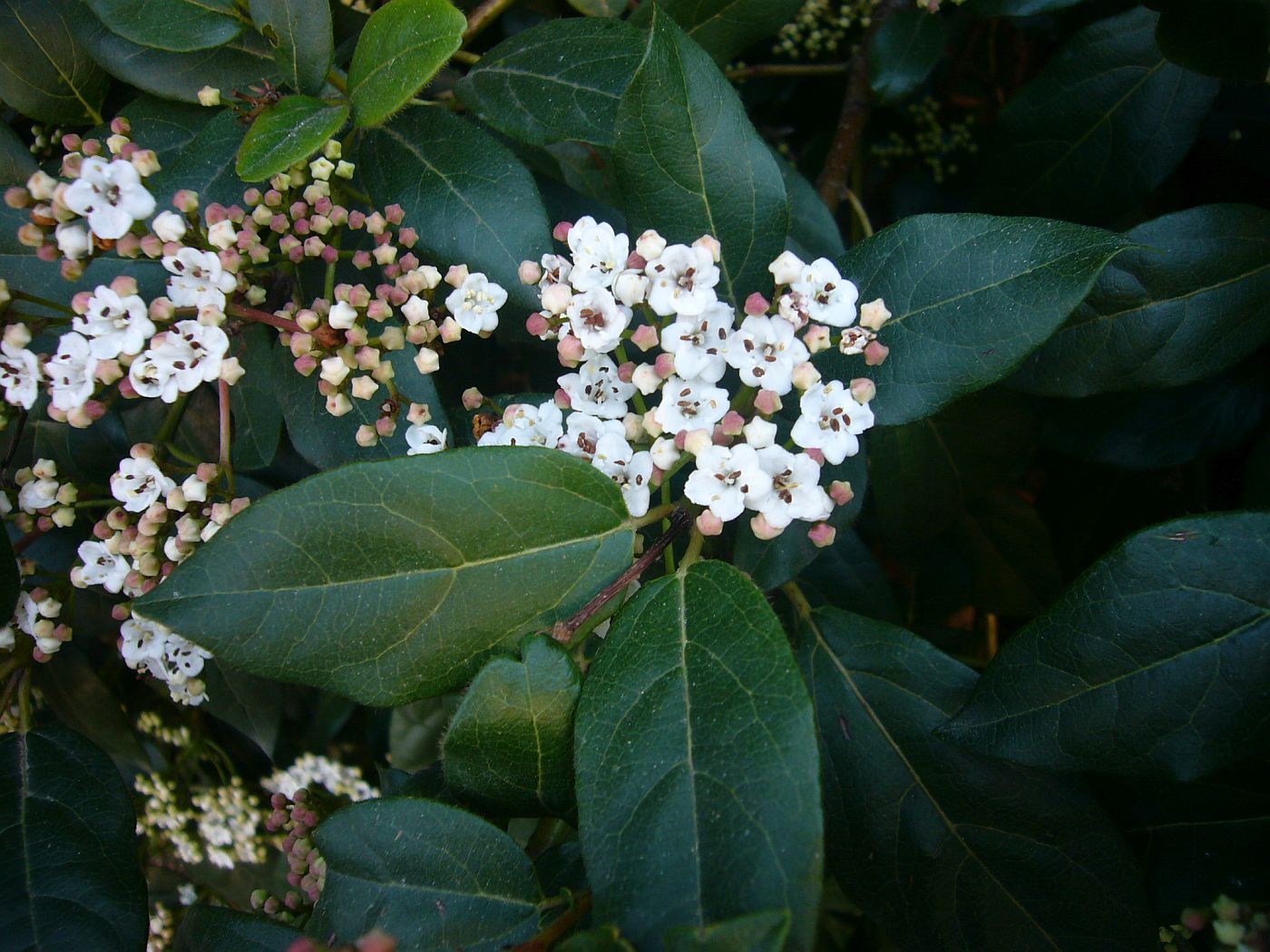 Изображение особи Viburnum tinus.