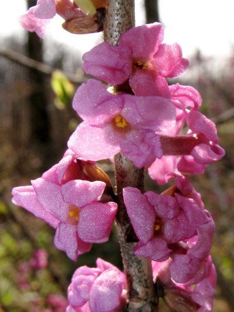 Image of Daphne mezereum specimen.