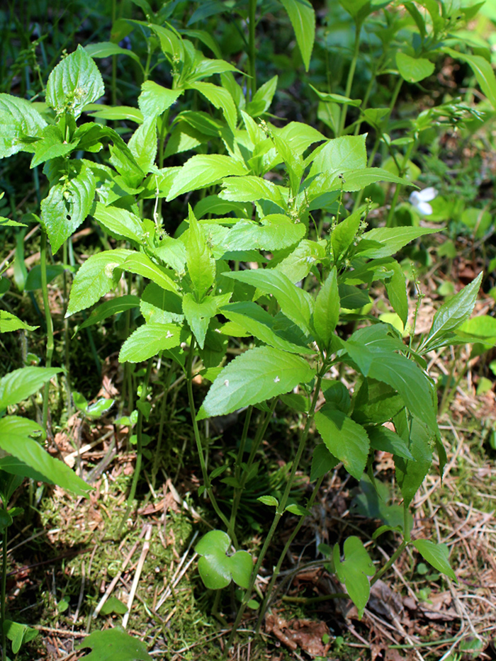 Изображение особи Mercurialis perennis.