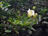 Solandra grandiflora. Верхушка побега с цветком и бутоном. Малайзия, Куала-Лумпур, в культуре. 13.05.2017.