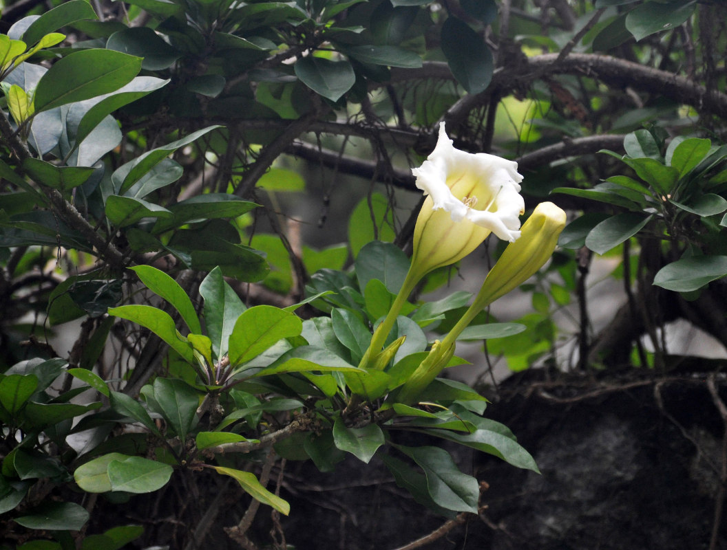 Image of Solandra grandiflora specimen.