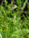 Cynoglossum germanicum