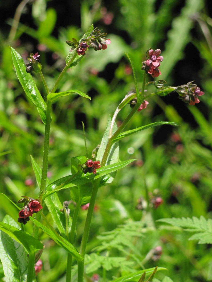 Изображение особи Cynoglossum germanicum.