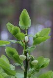 Vaccinium myrtillus