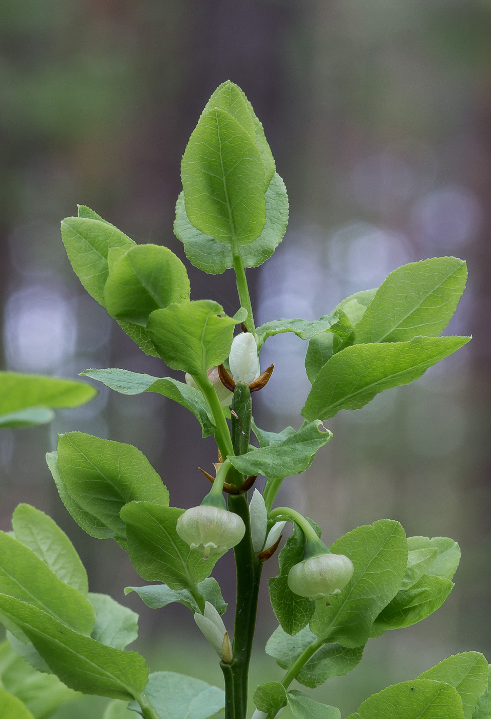 Image of Vaccinium myrtillus specimen.