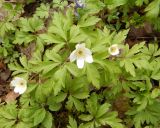 Anemone nemorosa. Цветущие растения. Ленинградская обл., Кингисеппский р-н, в 5,5 км севернее дер. Куровицы, смешанный лес. 16.05.2017.