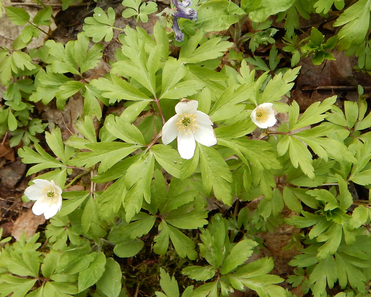 Image of Anemone nemorosa specimen.