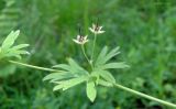Geranium pusillum. Часть побега с плодами. Краснодарский край, Кущёвский р-н, станица Шкуринская, сорное в палисаднике. 17.06.2017.