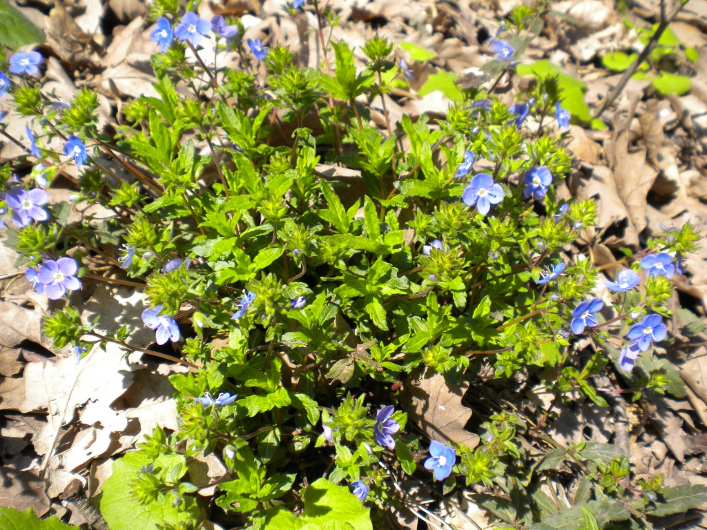 Image of Veronica umbrosa specimen.