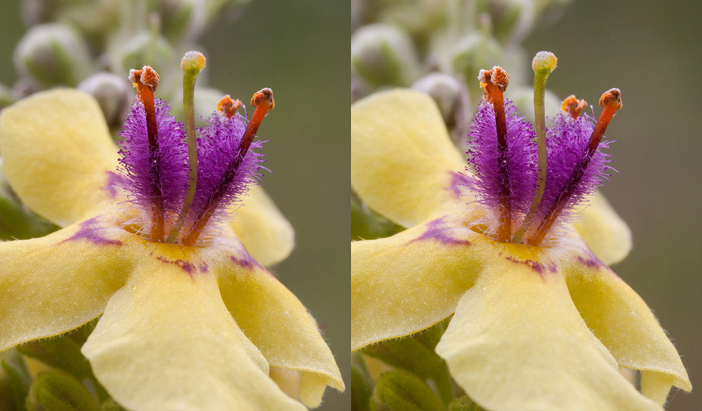 Изображение особи Verbascum nigrum.