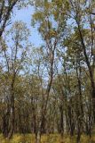 Betula dauurica