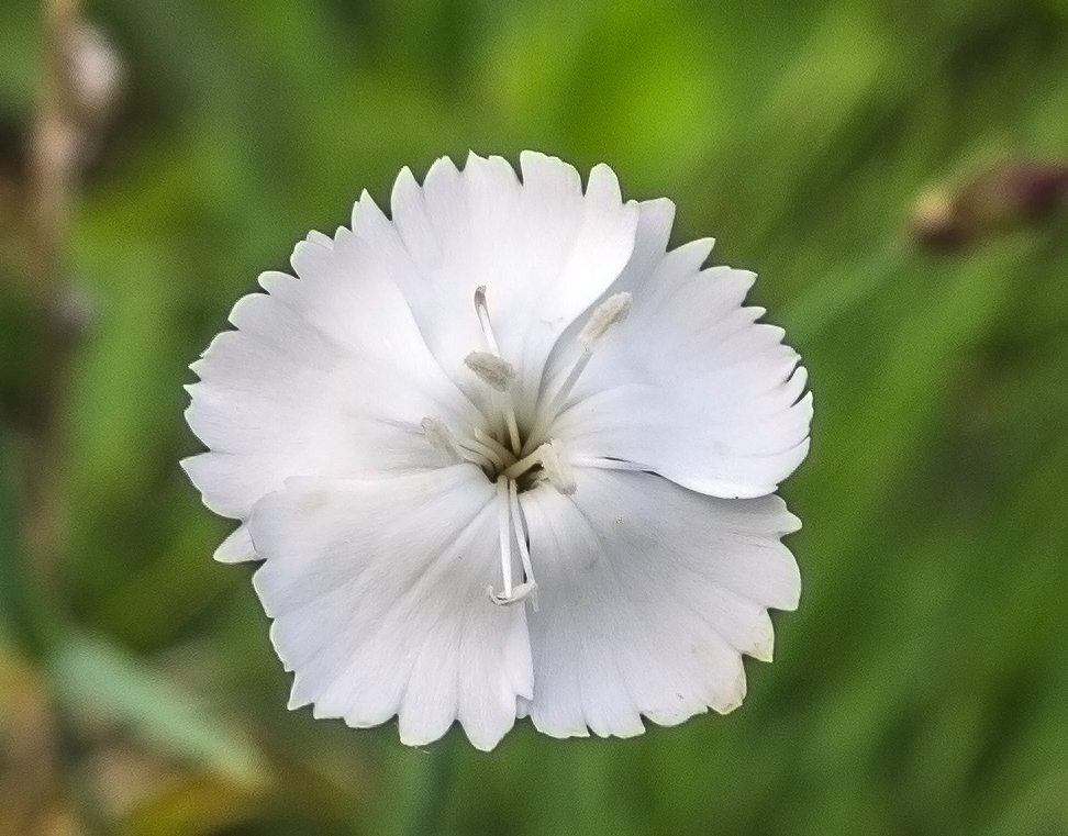 Image of Dianthus cretaceus specimen.