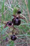 Ophrys mammosa. Цветки. Крым, Ленинский р-н, окр. г. Щелкино, луг-пастбище на умеренно засоленных песках. 7 мая 2017 г.