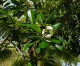 Plumeria obtusa. Верхушки веток с соцветием. Таиланд, о-в Пхукет, курорт Ката, территория гостиницы, в культуре. 09.01.2017.