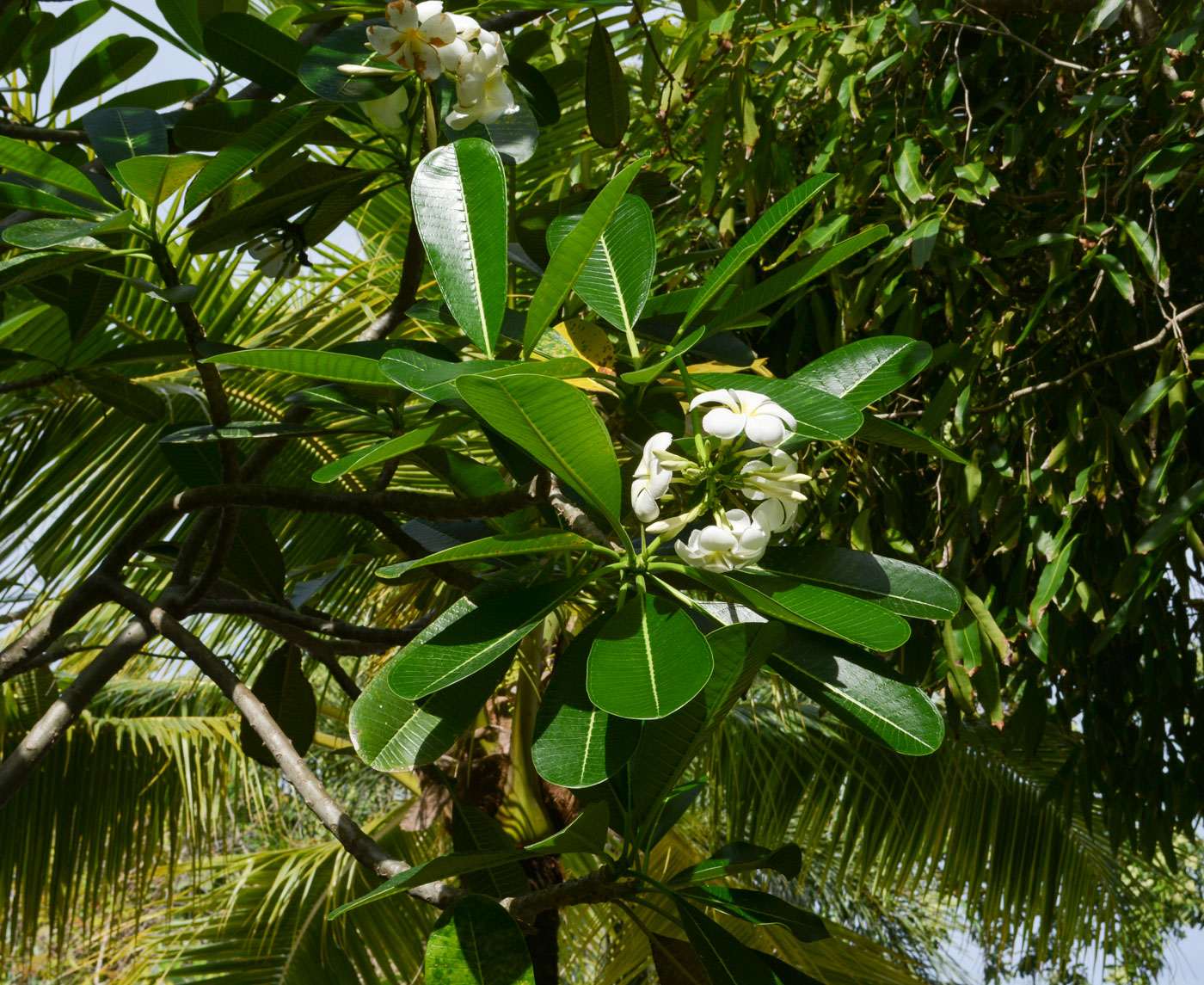 Изображение особи Plumeria obtusa.