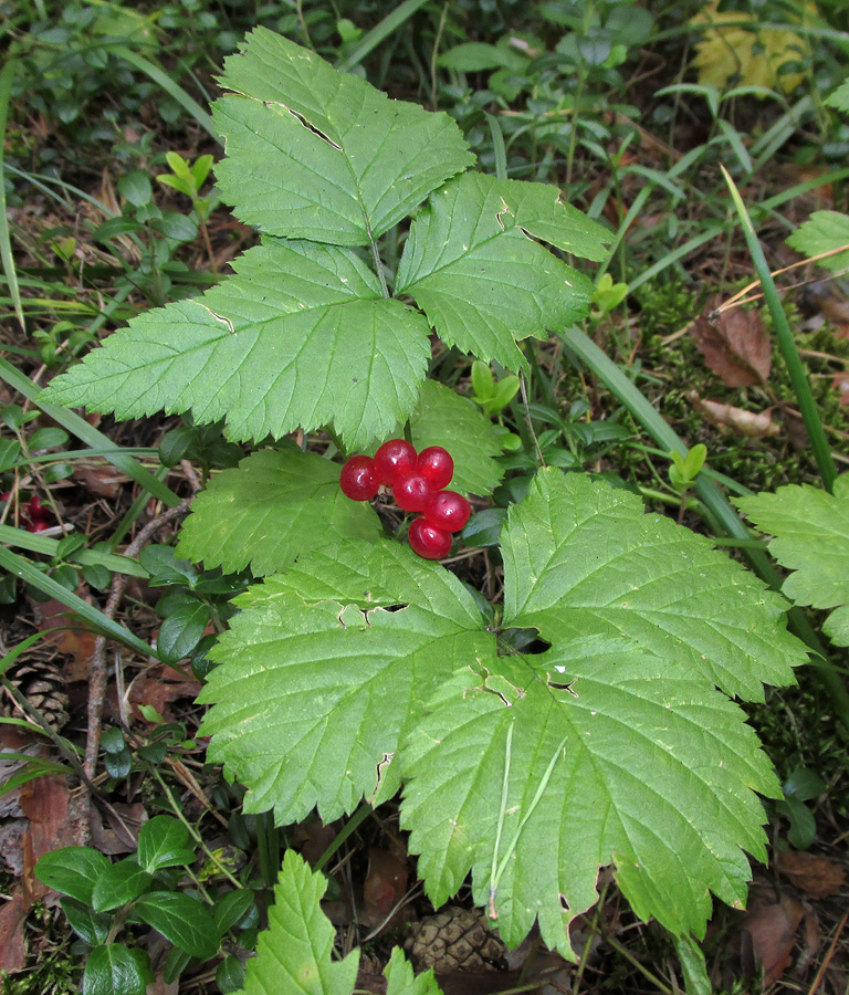 Image of Rubus saxatilis specimen.