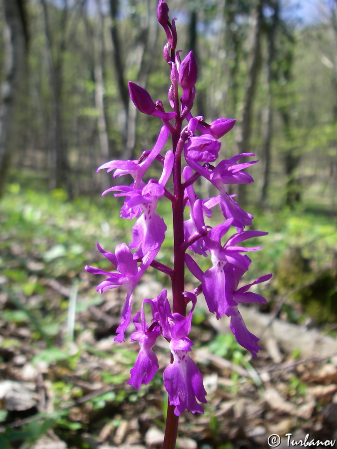 Изображение особи Orchis mascula.