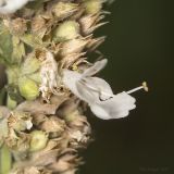 Hyssopus officinalis