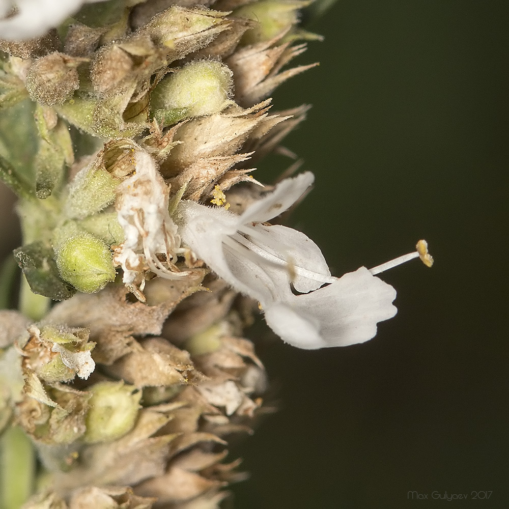 Изображение особи Hyssopus officinalis.