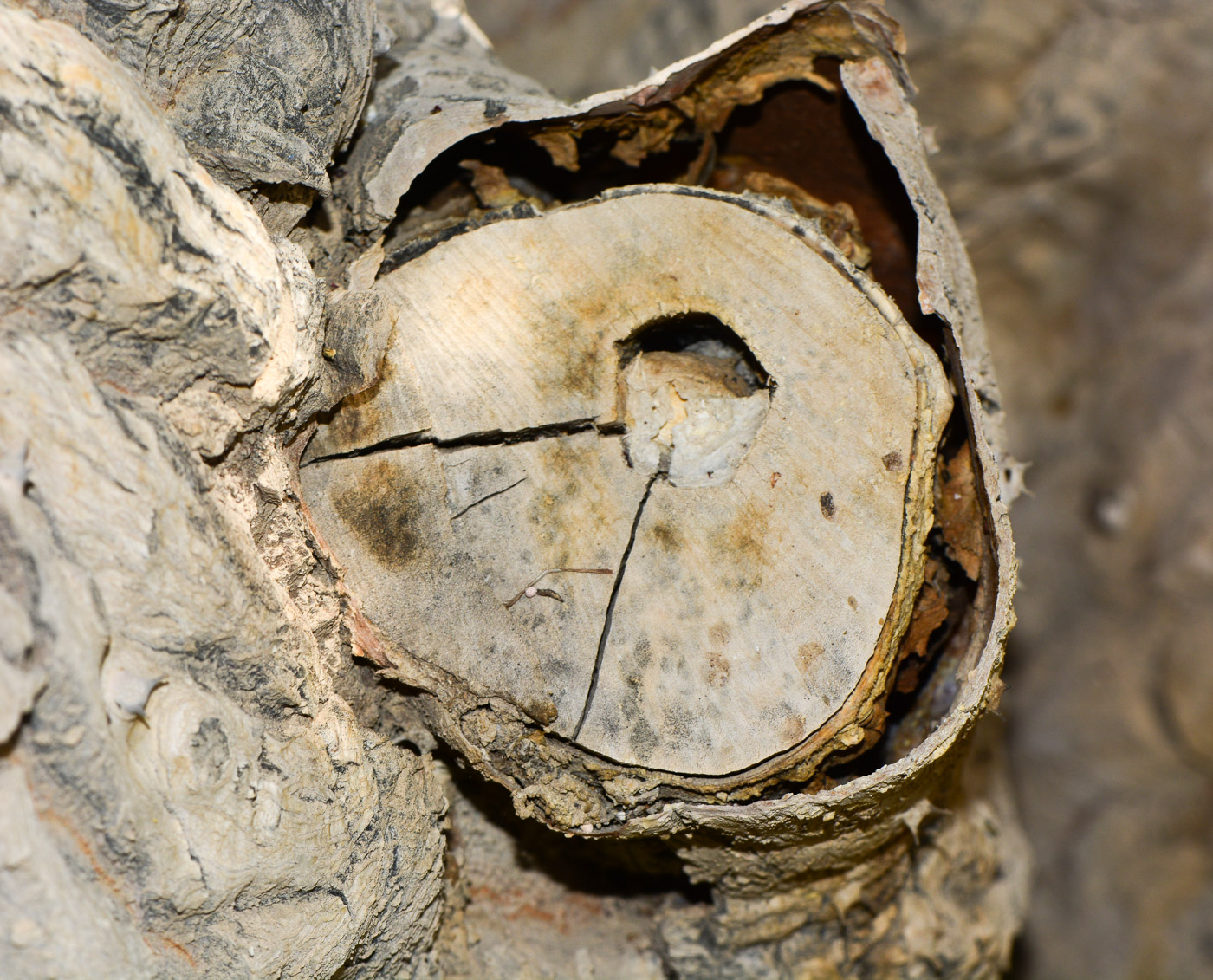 Image of Euphorbia neriifolia specimen.