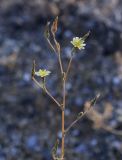 Lactuca serriola. Верхушка цветущего и плодоносящего растения. Крым, Сакский р-н, окр. пос. Прибрежное, закустаренное степное прибрежье между морем и Симферопольским шоссе. 08.08.2017.