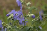 Geranium erianthum