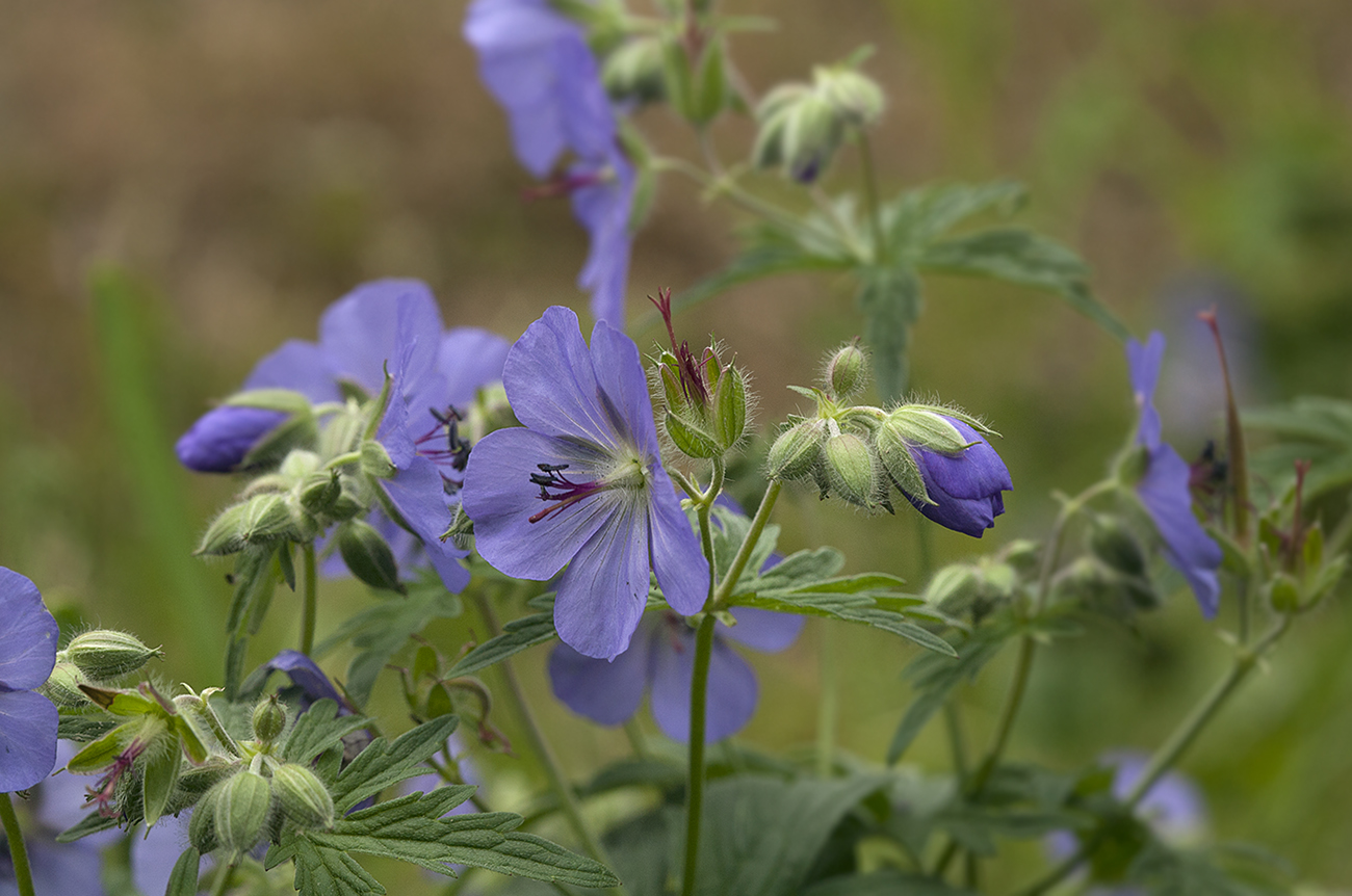 Image of Geranium erianthum specimen.