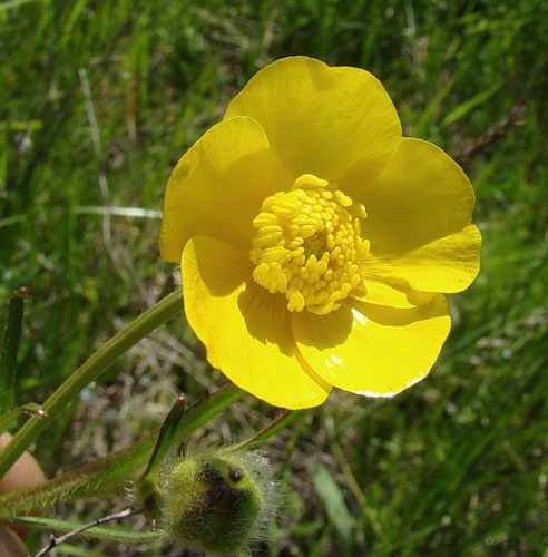 Image of Ranunculus polyanthemos specimen.