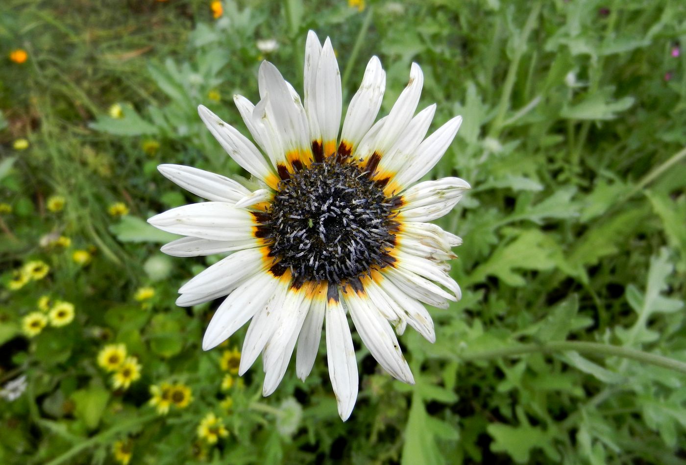 Image of Arctotis fastuosa specimen.