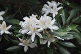род Rhododendron