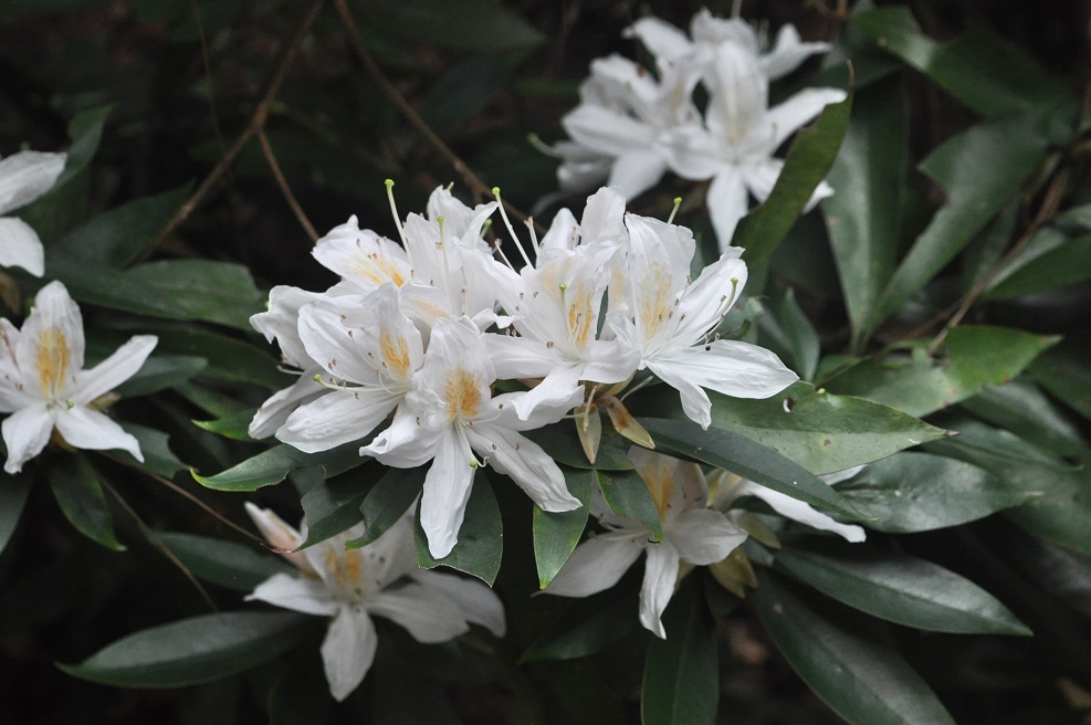 Изображение особи род Rhododendron.