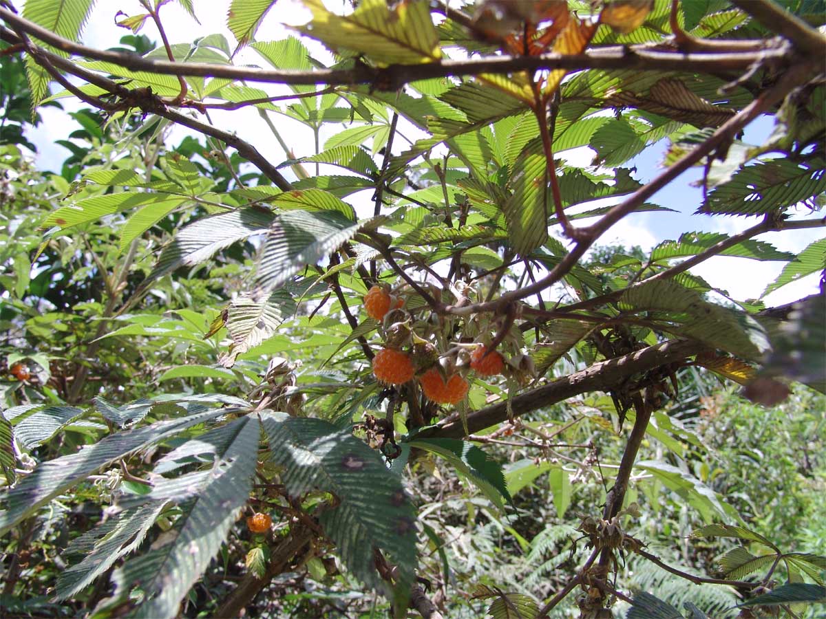 Image of Rubus lineatus specimen.
