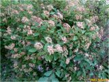 genus Spiraea. Отцветающее растение. Украина, г. Николаев, Заводской р-н, парк \"Лески\". 02.06.2017.