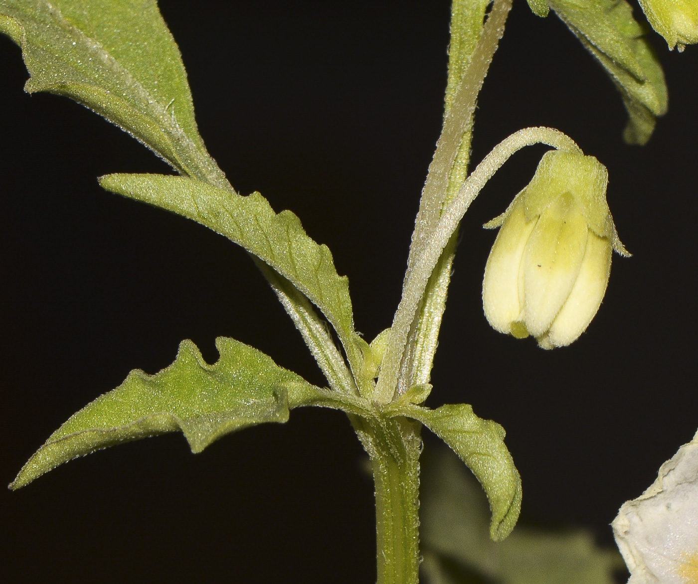 Изображение особи Physalis angulata.