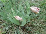 Fritillaria kurdica