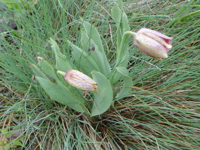 Image of Fritillaria kurdica specimen.