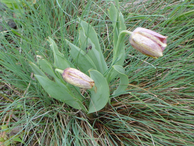 Изображение особи Fritillaria kurdica.