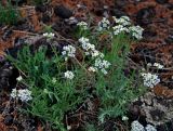 Smelowskia alba