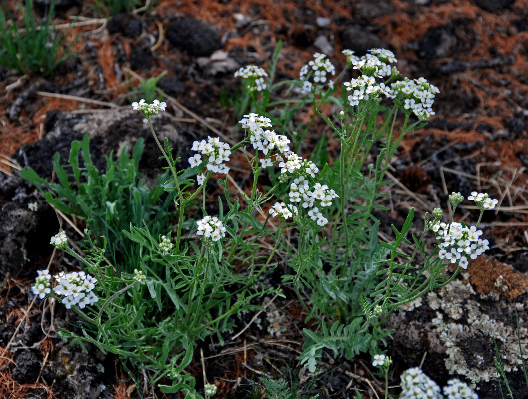 Изображение особи Smelowskia alba.