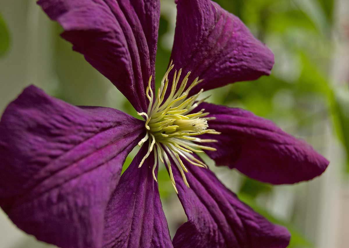 Image of Clematis &times; jackmanii specimen.