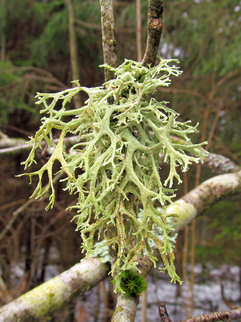 Изображение особи Evernia prunastri.