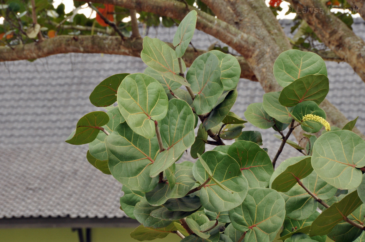 Image of Coccoloba uvifera specimen.