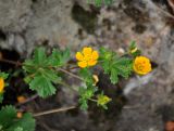 Potentilla ruprechtii. Верхушка побега с цветками и бутонами. Абхазия, Рицинский реликтовый национальный парк, гора Агура, ур. Каменная Поляна, ≈ 2300 м н.у.м., каменистый склон. 14.07.2017.