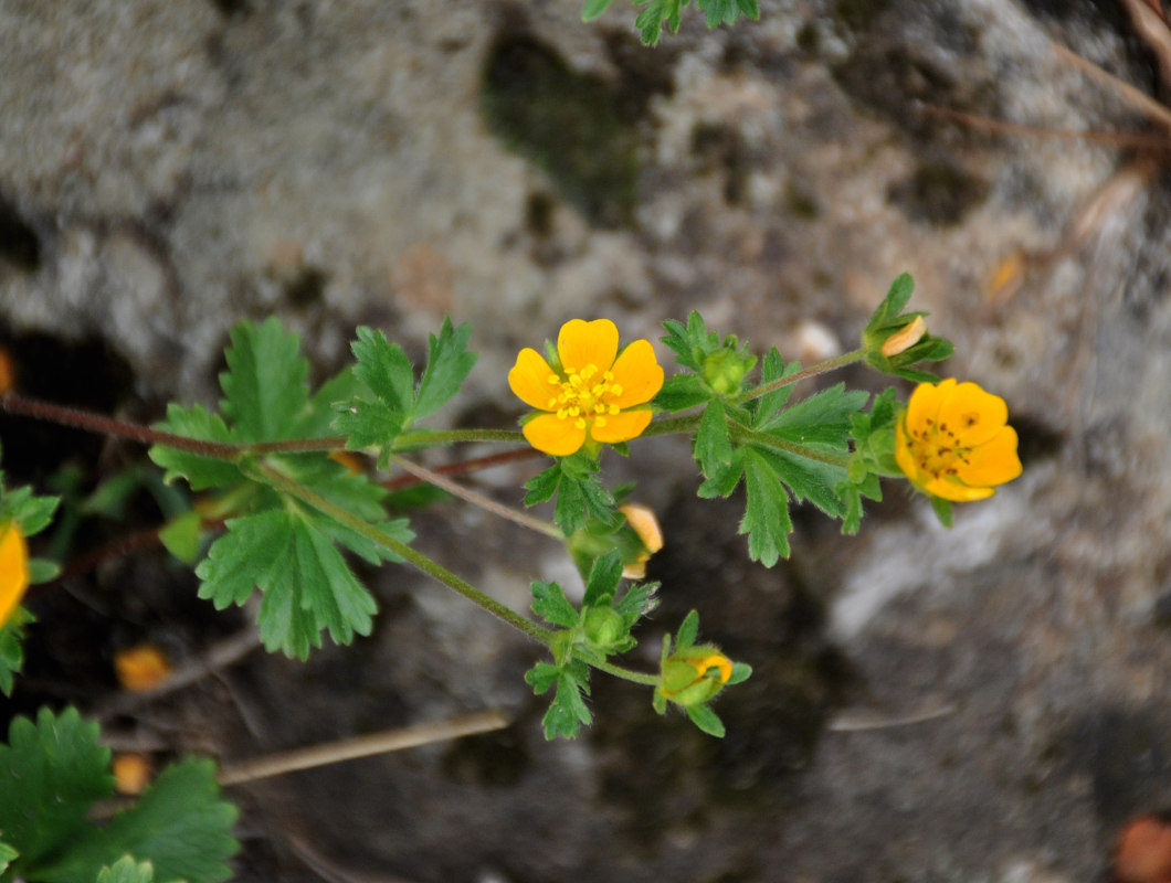 Image of Potentilla ruprechtii specimen.