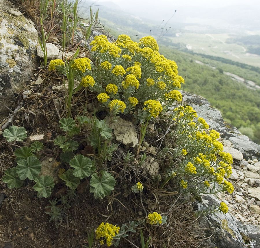 Image of Odontarrhena tortuosa specimen.