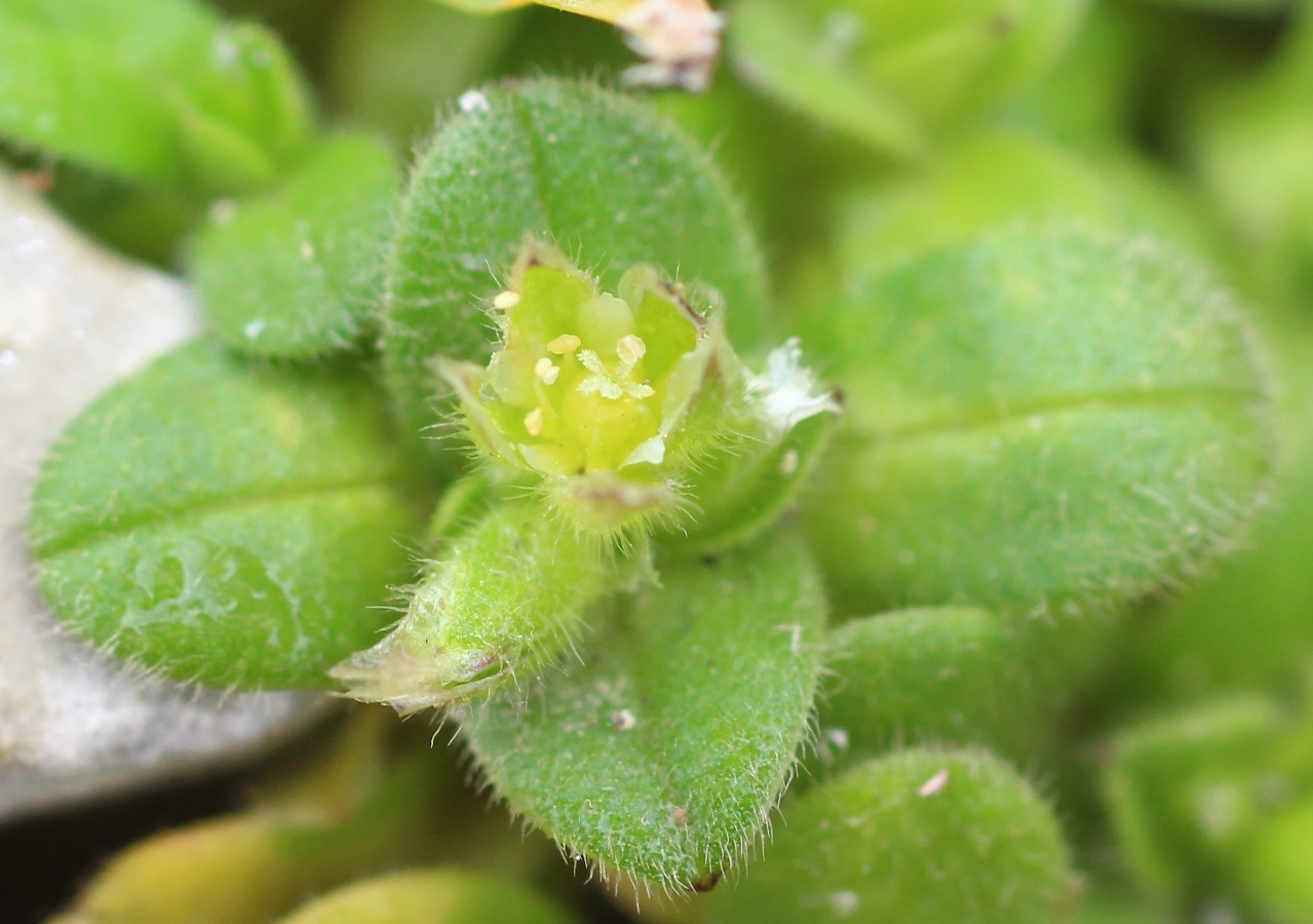 Image of Cerastium semidecandrum specimen.